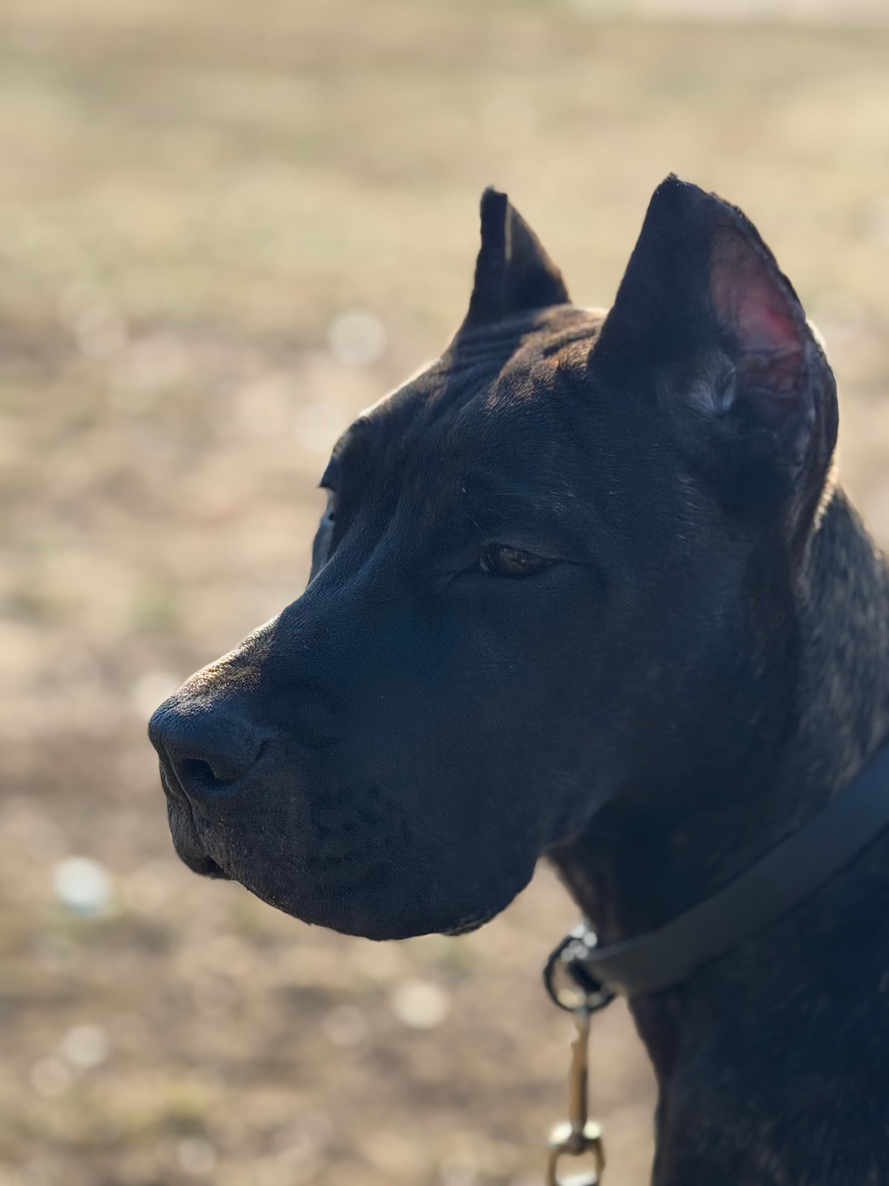 ALI